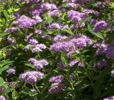 Spiraea japonica