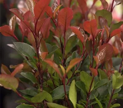 Photinia fraseri 'Carré Rouge'