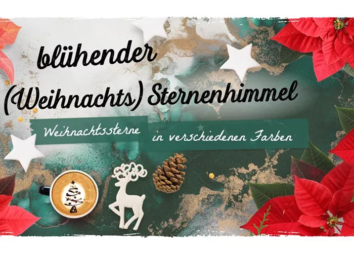 Pflege der Weihnachtssterne