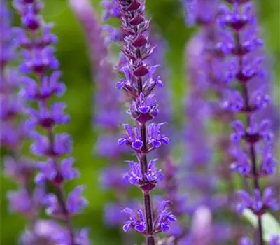 Salvia nemorosa 'Caradonna'