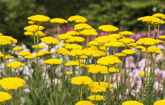 Der Landhausgarten: Blütenmeer und unberührte Natur