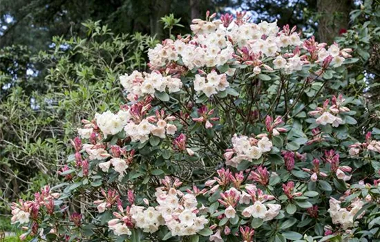 Rhododendron verjüngen