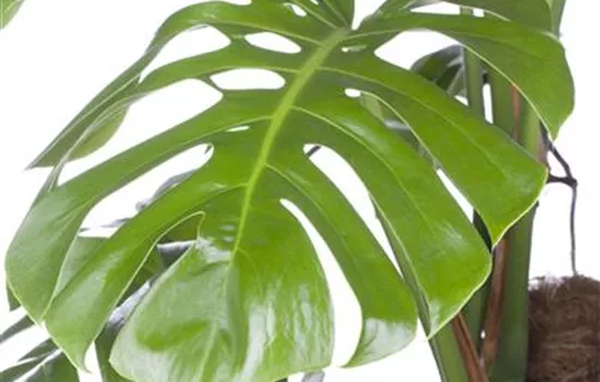 Monstera pertusum