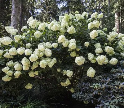 Hydrangea paniculata