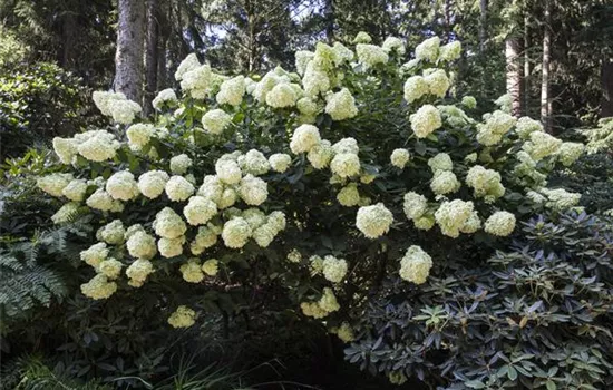 Hydrangea paniculata