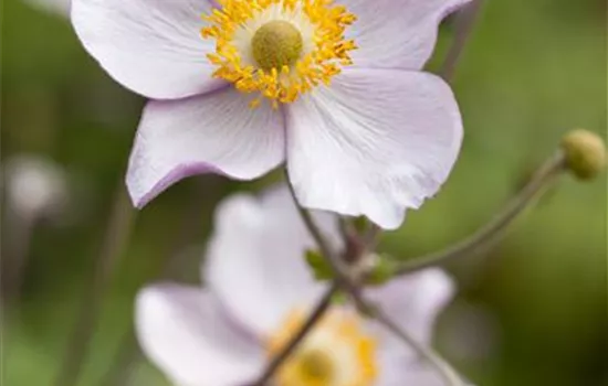 Anemone hupehensis