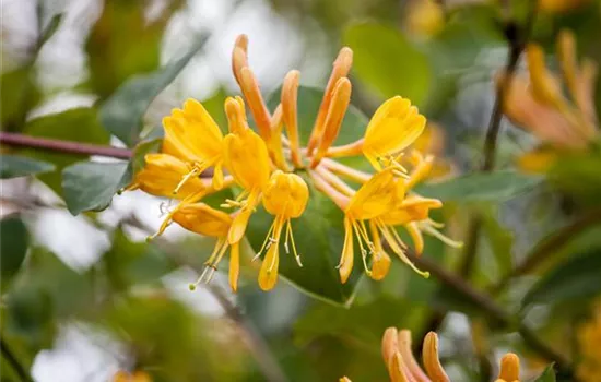 Lonicera tellmanniana