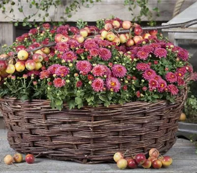 Chrysanthemum indicum