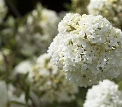 Viburnum 'Eskimo'