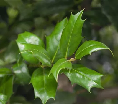 Ilex aquifolium