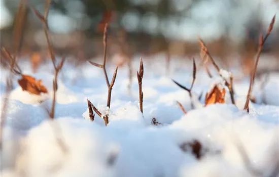 Den Garten winterfest machen