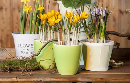 Der Frühling im Kasten: Hornveilchen, Stiefmütterchen und Co. 