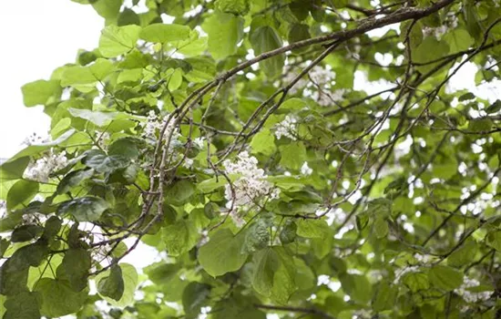 Gartenpflanzen schneiden