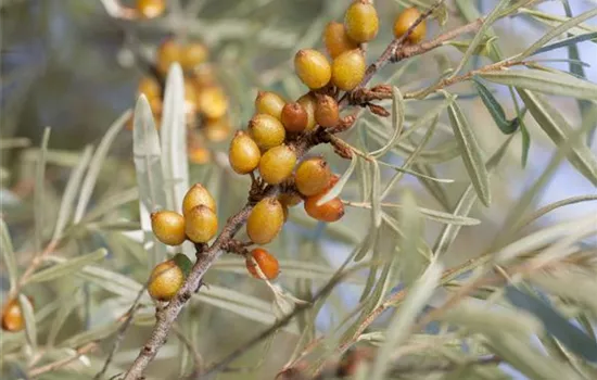 Piepmätze und andere hungrige Gartenbewohner